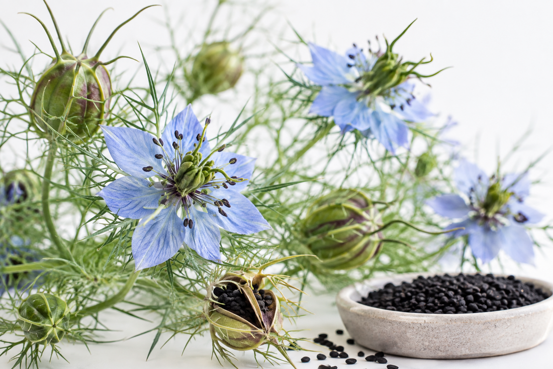 Nigelle et médecine prophétique : ce que nous enseignent les textes